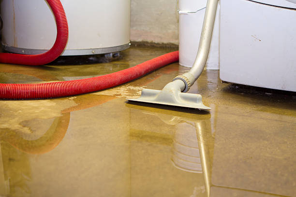 Best Mold removal after water damage  in Palisades Park, NJ